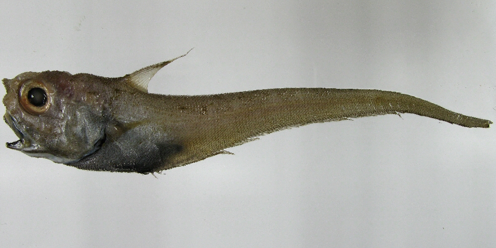 Coryphaenoides rupestris Gunnerus, 1765